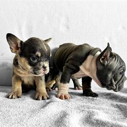 French Bulldog Puppies Available in Cuyahoga Falls, oh
