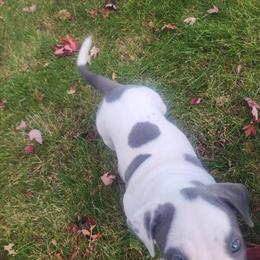 American Bully Puppies Available - 8 Weeks Old in Nampa, id