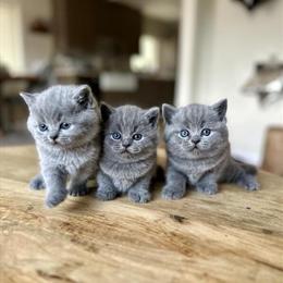British Shorthair Kittens Available for Adoption in Colorado Springs, co