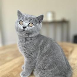 British Shorthair Blue Female Kitten - 9 Weeks Old in Colorado Springs, co