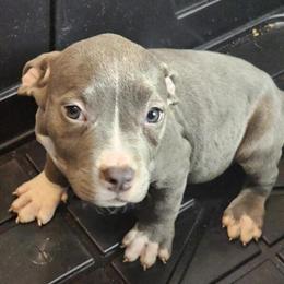 Pitbull Puppies Coming Soon for Rehoming in Seattle, wa