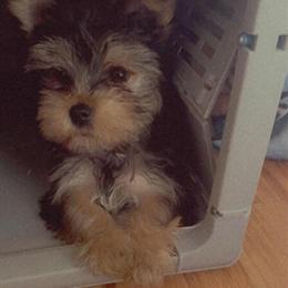 Yorkshire Terrier - 1 Year Old Playful Pup in Seattle, wa