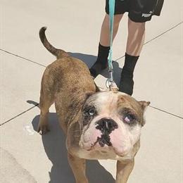 Bully Female Looking for Loving Home in Fort Myers, fl