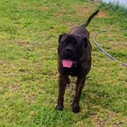 Mastiff Male, 2 Years Old, Brindle Color in Fort Myers, fl