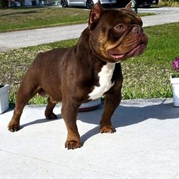 3 Year Old Male Bully Looking for a Loving Family in Fort Myers, fl