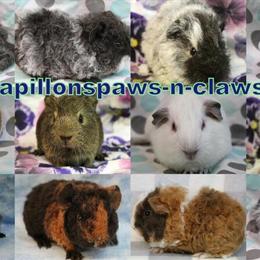 Guinea Pigs - Sweet and Handled Daily, Pedigreed Babies Available in Kansas City, ks