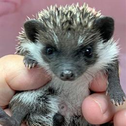Hedgehog Hoglets - Pedigreed, Friendly, Health Guaranteed, Delivery Available in Kansas City, ks