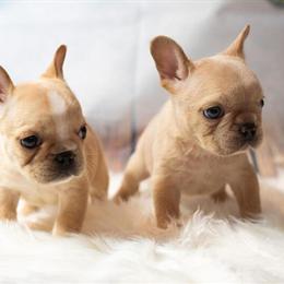 Cream French Bulldog Puppies Ready for Forever Homes in Columbus, oh