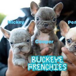 French Bulldog Puppies Looking for Forever Homes in Columbus, oh