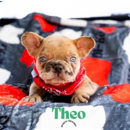 French Bulldog Puppies Available in Columbus, oh