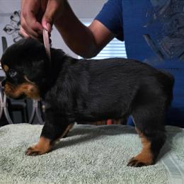AKC Rottweiler Puppies Available in Phoenix, az