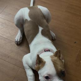 American Bully Puppy for Adoption in Oak Brook, il