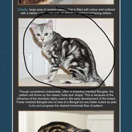 Bengal Marble Kitten for Adoption in Philadelphia, pa