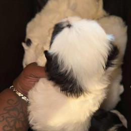 Potty Trained Shih Tzu Puppy Ready for a Forever Home in Detroit, mi