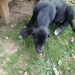 Cane Corso Puppies Available in Ellenville, ny