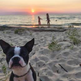 Female Boston, 1 Year Old in Sterling Heights, mi
