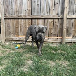 Cane Corso Male Puppy Seeking Forever Home in Louisville, ky