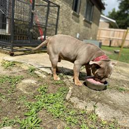 Lilac Tri Micro Bully Stud Service in Orangeburg, sc