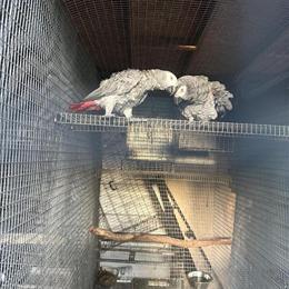 African Grey Pair for Sale in Miami, fl