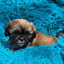 Shih Tzu Poodle Mix Puppies for Sale in Daytona Beach, fl