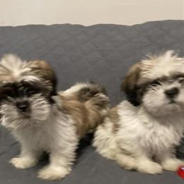 Shih Tzu Puppies Available in Chicago, il