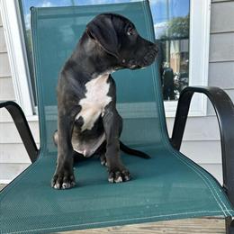 4 Month Old Pit Bull Puppy Looking for a New Home in Fort Lee, va