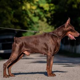 Doberman Puppy from Champion Bloodlines Available Now in Lafayette, la