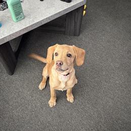 Labrador Retriever Puppy for Adoption in Dearborn, mi