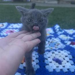Sweet baby kittens available for adoption in Detroit, mi