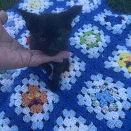Kittens for Adoption - 3 Black and 1 Gray in Detroit, mi