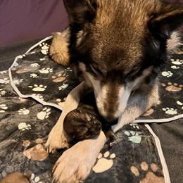 Wolfdog Pups Available for Adoption in Mentor, oh