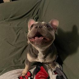 French Bulldog Puppies Available from Health-Tested Parents in Mentor, oh