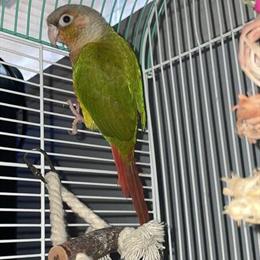 Pineapple Green Cheek Conure for Sale in Garner, nc