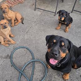 Rottweiler Puppies for Sale in Chicago, il