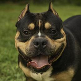 Male American Bully Available - Champion Bloodline in Greensboro, nc