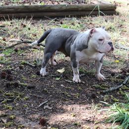 Adult Female Bully for Adoption in Greensboro, nc