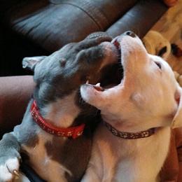 6 Week Bull Terrier Puppies for Sale in Raleigh, nc