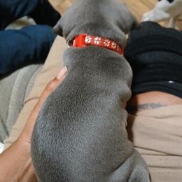 Pocket Bullies - 6 Weeks Old, Available Now in Raleigh, nc