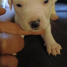 Pocket Bully Puppies - 3 to 6 Weeks Old, Last of Litter in Raleigh, nc
