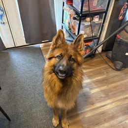 Male German Shepherd Looking for Forever Home in Mequon, wi