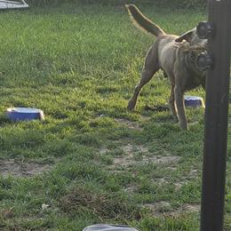 Silver Male Labrador Retriever Available in Roseville, mi