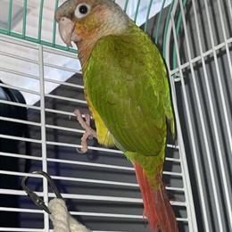 Pineapple Conure for Sale in Garner, nc