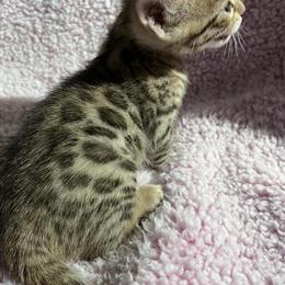 Bengal Kittens - Silver Males Available in Elgin, il
