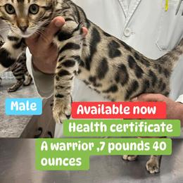 Bengal Silver Male Kitten Available in Elgin, il