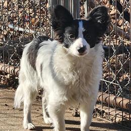 AKC Papillon Male Buddy Available for Adoption in Akron, oh
