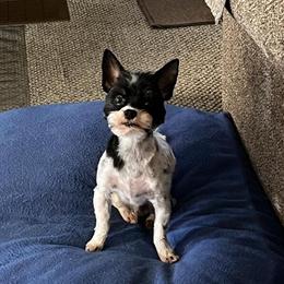 Biewer Male Available for Stud Service in Ironwood, mi