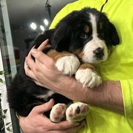 Bernese Mountain Dog Puppies Available from Experienced Breeders in Cleveland, oh