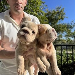 French Bulldog Puppy Butterscotch with Unique Features in San Diego, CA in San Diego, ca