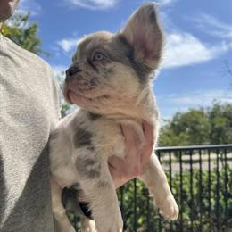 Lilac Merle French Bulldog Male - 9 Weeks Old in San Diego, ca
