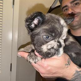 French Bulldog Puppies – AKC Registered in San Diego, CA in San Diego, ca